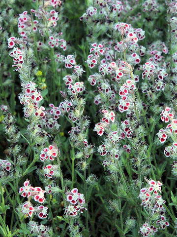 Silene gallica var. quinquevulnera