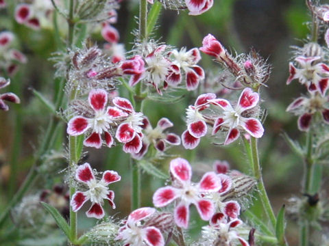 Silene gallica var. quinquevulnera