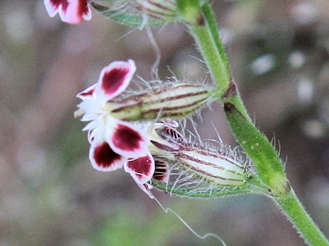 Silene gallica var. quinquevulnera