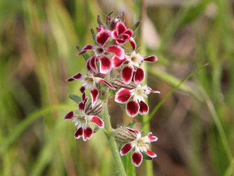 Silene gallica var. quinquevulnera