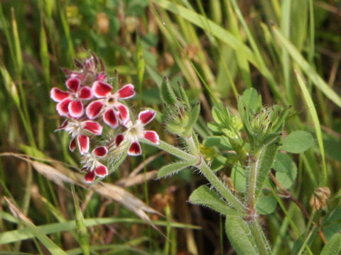 Silene gallica var. quinquevulnera