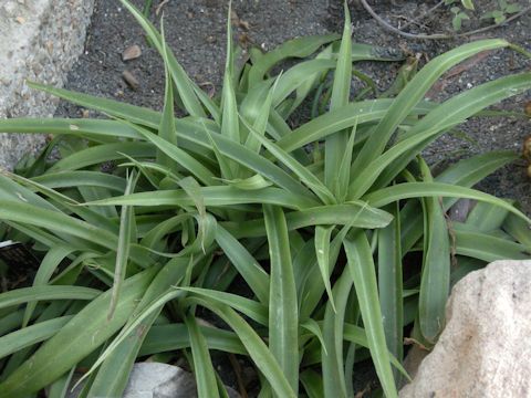 Manfreda variegata