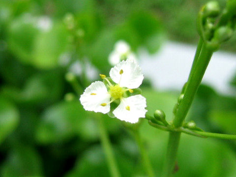 Caldesia parnassifolia