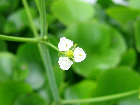 Caldesia parnassifolia