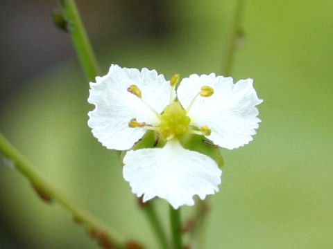 Caldesia parnassifolia