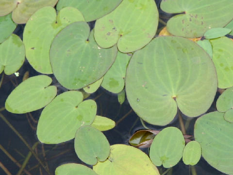 Caldesia parnassifolia