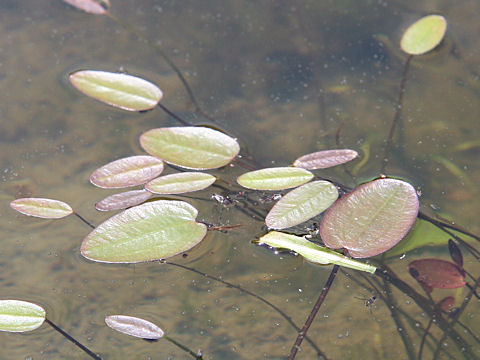 Caldesia parnassifolia