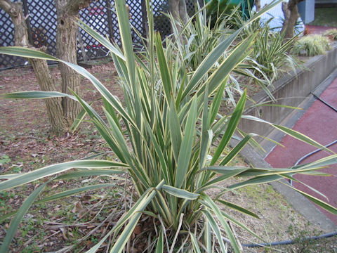 Phormium tenax