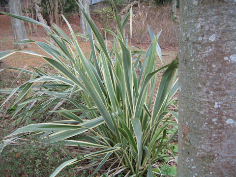 Phormium tenax