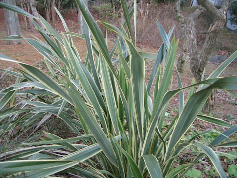 Phormium tenax