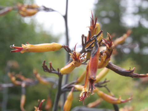 Phormium tenax