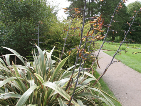 Phormium tenax