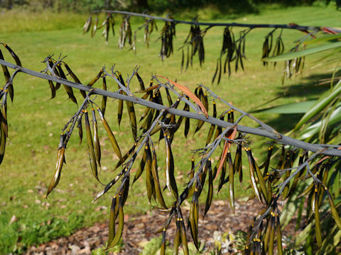 Phormium tenax