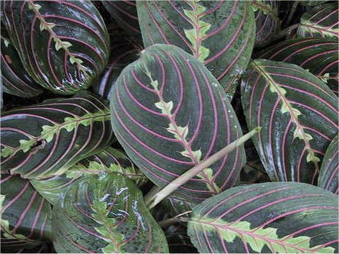 Maranta leuconeura var. erythroneura