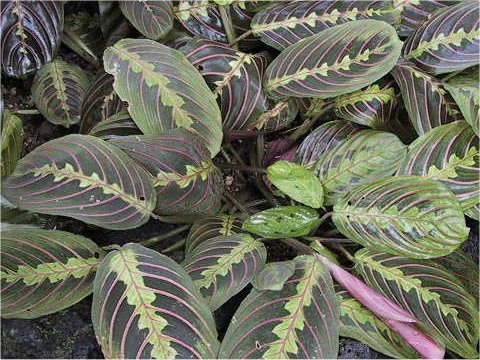 Maranta leuconeura var. erythroneura