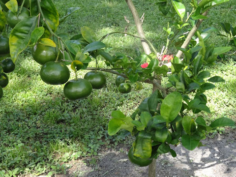 Citrus reticulata cv. Marcott