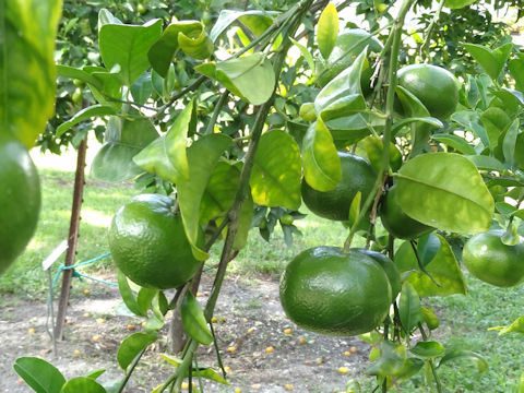 Citrus reticulata cv. Marcott