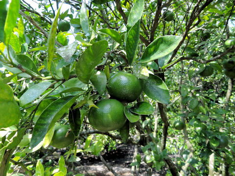 Citrus reticulata cv. Marcott