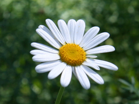 Chrysanthemum frutescens