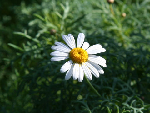 Chrysanthemum frutescens