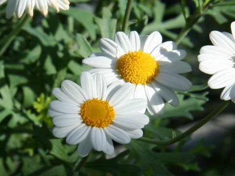 Chrysanthemum frutescens cv. Princess Little White