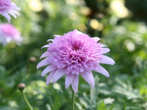 Chrysanthemum frutescens cv. Vancouver