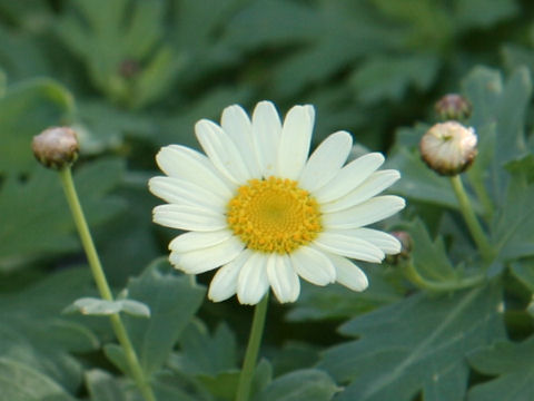 Chrysanthemum frutescens cv. Primrose Petit