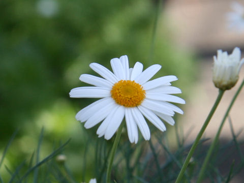 Chrysanthemum frutescens cv. Chelsea Girl