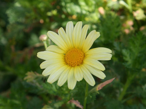 Chrysanthemum frutescens cv. Kiwi Yellow