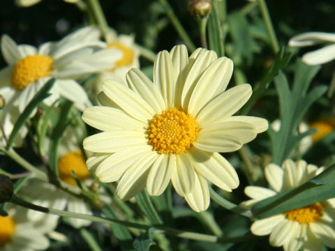 Chrysanthemum frutescens cv. Princess Lemonade