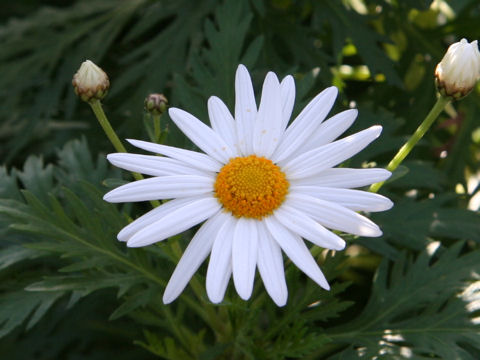 Chrysanthemum frutescens cv. Izu Mag 85