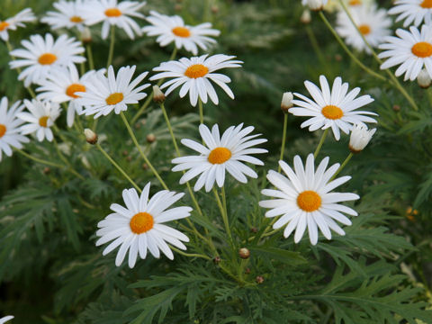 Chrysanthemum frutescens cv.