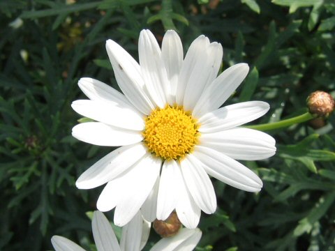 Chrysanthemum frutescens cv.