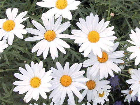 Chrysanthemum frutescens cv.