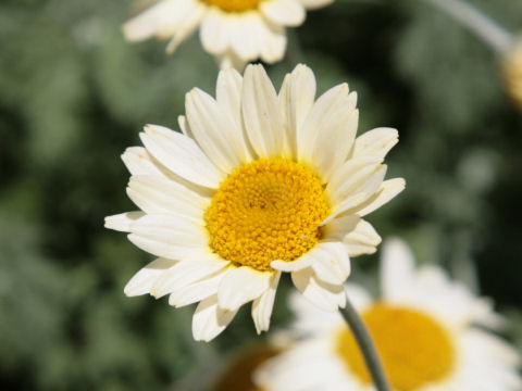 Chrysanthemum frutescens cv.