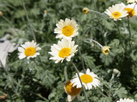 Chrysanthemum frutescens cv.