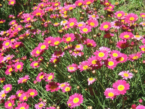 Chrysanthemum frutescens cv.