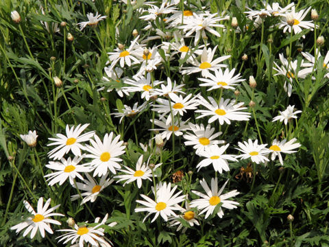 Chrysanthemum frutescens cv.