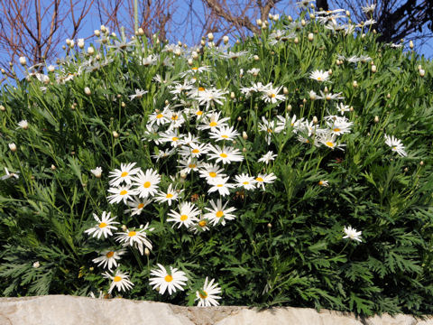 Chrysanthemum frutescens cv.