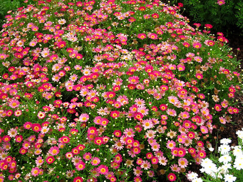 Chrysanthemum frutescens cv.