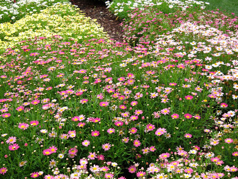 Chrysanthemum frutescens cv.