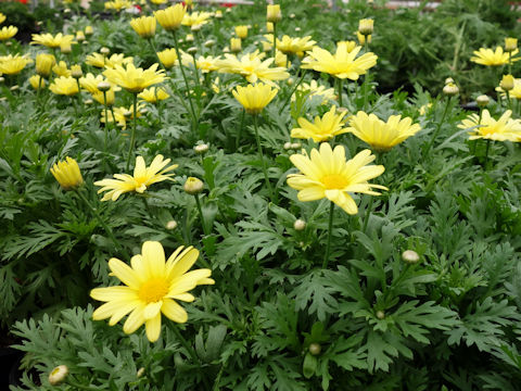 Chrysanthemum frutescens cv.