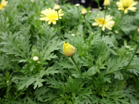 Chrysanthemum frutescens cv.