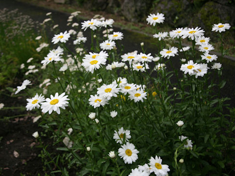 Chrysanthemum frutescens cv.