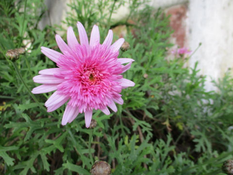 Chrysanthemum frutescens cv.