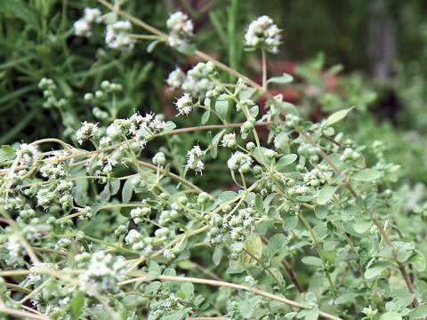 Origanum majorana