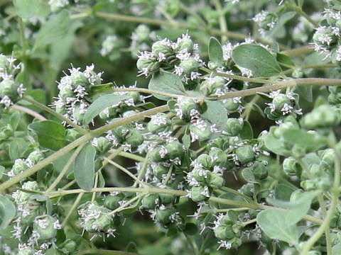 Origanum majorana