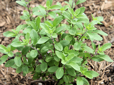 Origanum majorana