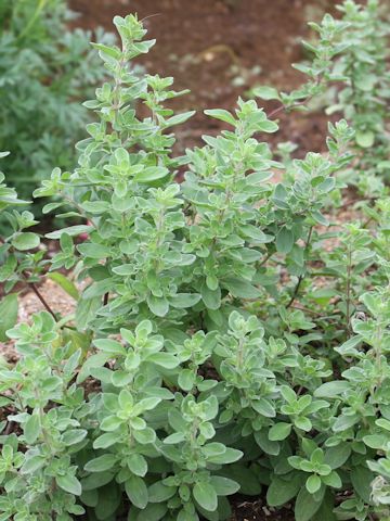 Origanum majorana