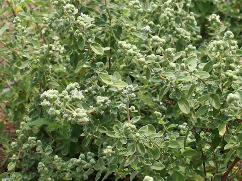 Origanum majorana